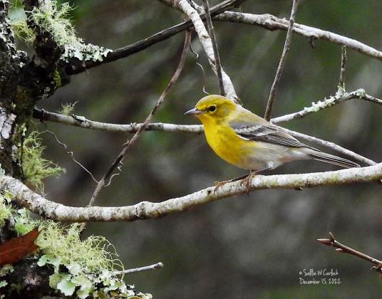 A pine warbler perches on a branch during an annual bird count by the Santa Fe Audubon Society. Photo courtesy of Sallie Carlock.