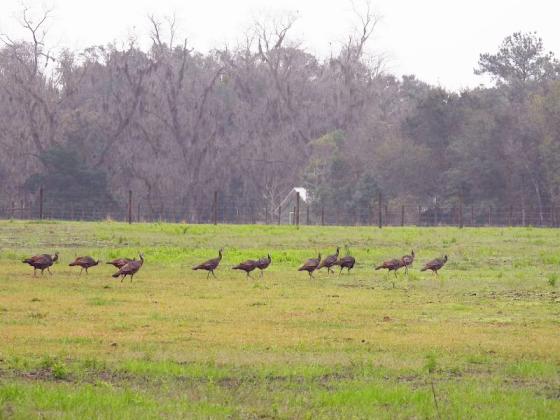 Turkeys strut across a Melrose-area field during the Christmas Bird Count on Dec. 15. Photo courtesy of Debbie Segal.