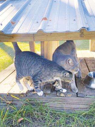 Cats get a bite to eat at a Welaka feeding station in December.