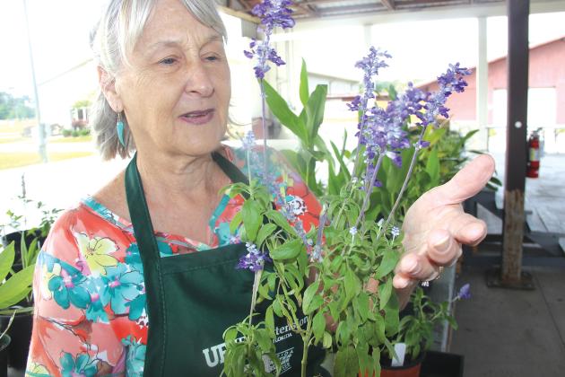 Mary Ann Anderson shows her deep ocean salvia she is donating for Saturday's sale.