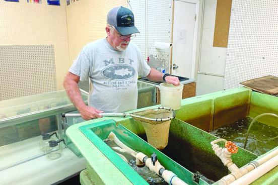    Store manager Jimmy Darby scoops up bait from one of the tanks at Messer’s Westside Bait & Tackle Friday morning. Today marks the final day the store will be open in its 46-year existence. (MARK BLUMENTHAL / Palatka Daily News)