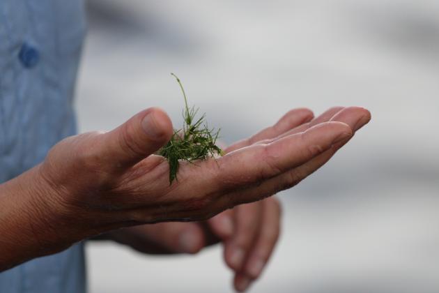 Riverkeeper Lisa Rinaman holds some muskgrass found in the St. Johns River in Welaka Thursday. (CASMIRA HARRISON/Palatka Daily News)