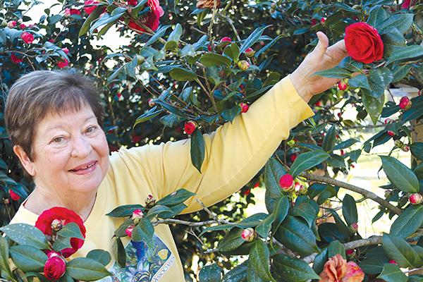 TRISHA MURPHY/Palatka Daily News – Virginia Walkup, president of the Melrose Library Association, shows some of the camellia bushes at her friend, Kathi Warren’s, home in Melrose.