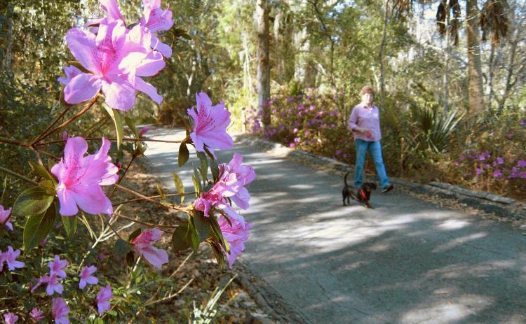 Wanda Roosa walks her dog along one of the paved trails in Ravine Gardens State Park in 2018. A portion of the paved loop will be closed for weeks to allow repairs from Hurricane Irma two and a half years ago.