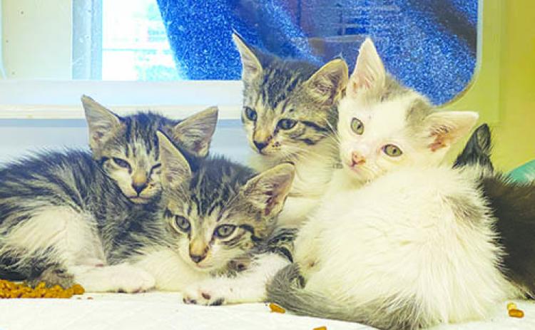  Kittens mew in their cages Monday at Putnam County Animal Control. 