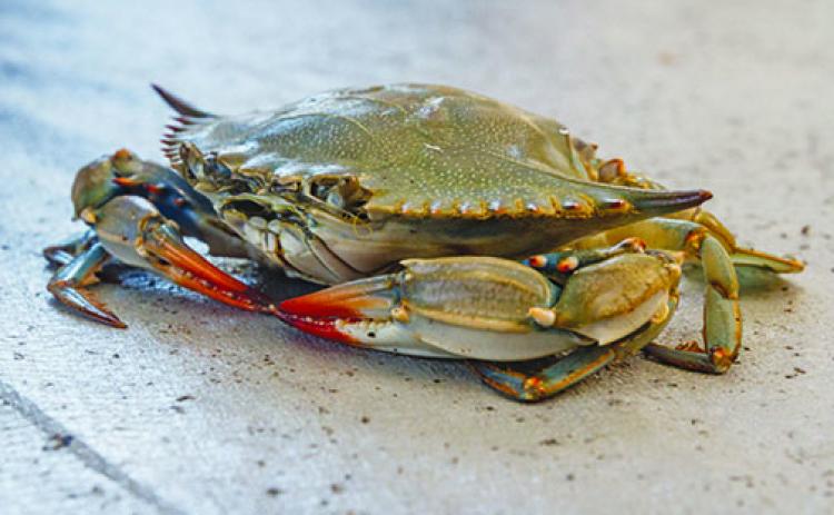 People hoping to attend the Blue Crab Festival must wait until next year.