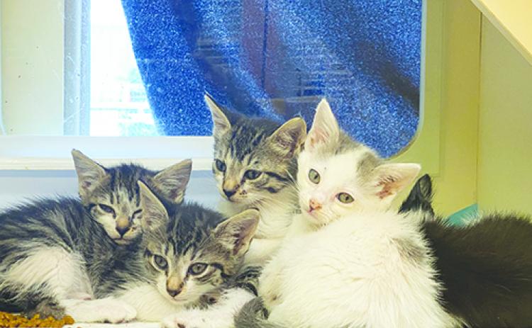 Cats wait for adoption earlier this year at the Animal Control shelter behind the Putnam Coutnty Landfill.