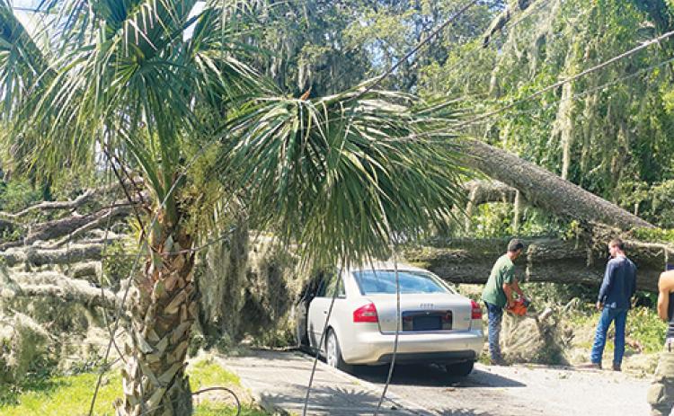 Workers with Orange Mills Tree Service cut up a tree that fell on top of two vehicles early Friday morning.