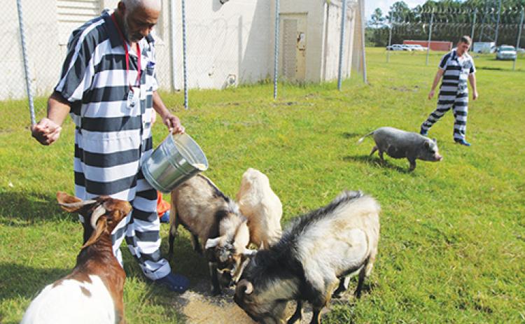 Putnam County Jail inmates look after the jail’s five goats and two pigs as part of the Putnam County Sheriff’s Office’s animal therapy program.