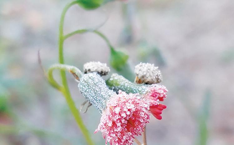 A red tassel flower in the Point of Woods subdivision in Palatka is covered in frost on Monday morning.