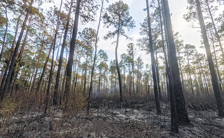 Blackened brush can be seen in the Ocala National Forest following Wednesday’s prescribed burn.