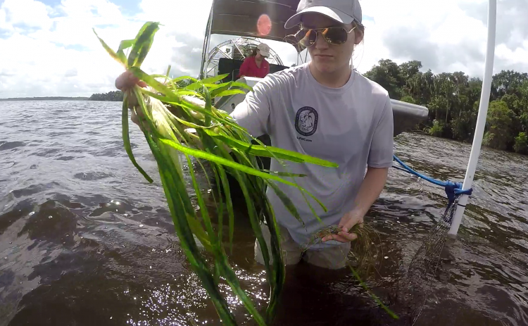 A researcher displays healthy eelgrass in Lake George. Credit: Florida Fish and Wildlife Conservation Commission.