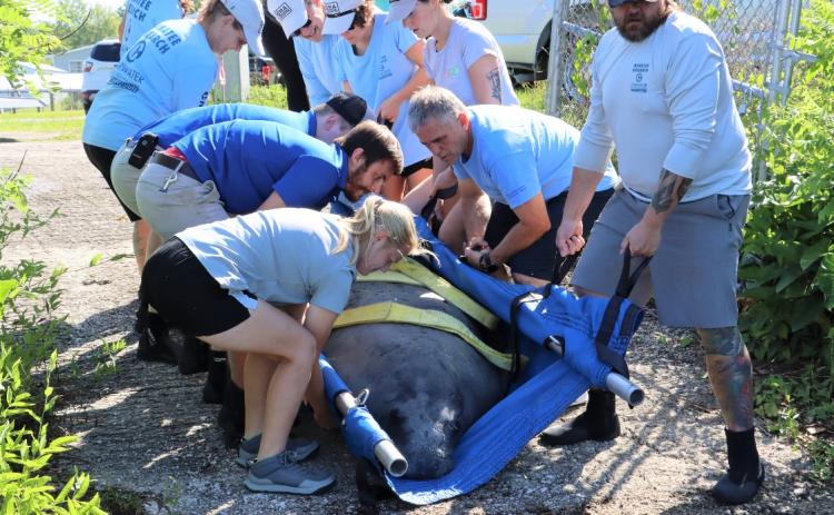 A team of Jacksonville Zoo employees lower Fezzik the manatee to the ground.