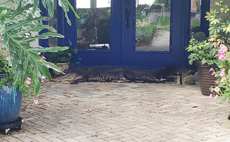 A Florida gator lounges at the front door to St. Johns River State College President Joe Pickens’ Satsuma home on Monday morning.
