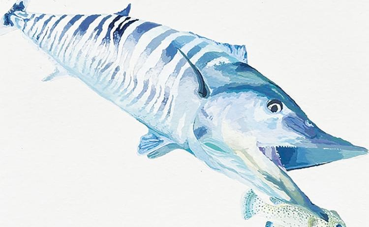 Pictured is a wahoo drawn by last year’s 10th through 12th grade first-place winner, Juliana Sessum.
