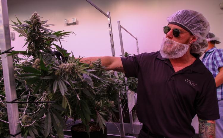 Josh Wagner, the south region director of cultivation for Verano, talks about the process of growing different cultivars of marijuana Wednesday at a Palatka cannabis cultivation facility. 