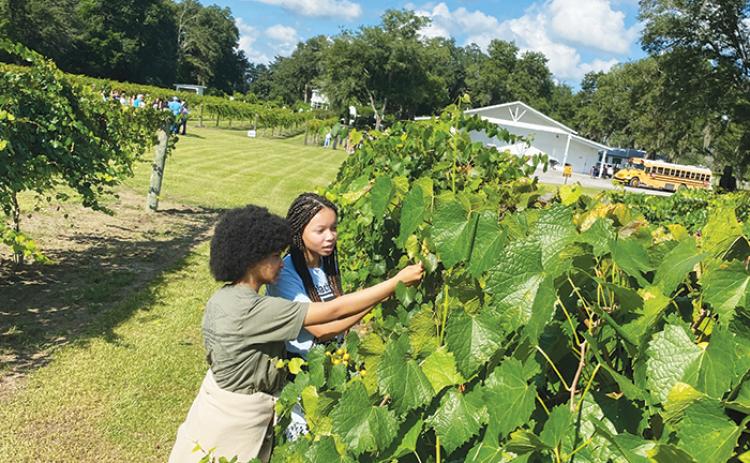 Natasha and Nakayla Roberts enjoy picking muscadine grapes from the vine during a field trip to Ever After Farms in September.