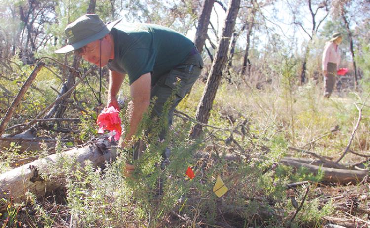 Park Ranger Terry Sheehan pulls a flag from a large Etoniah rosemary plant in Etoniah Creek State Forest on Tuesday. 