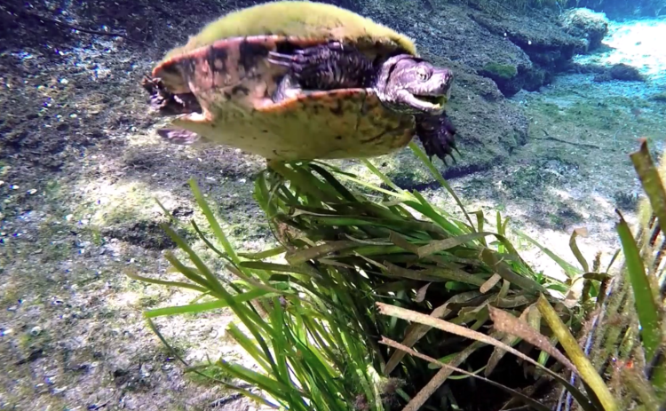 A turtle takes a break from munching on eelgrass in GoPro footage captured by researchers trying to help restore the vegetation to the St. Johns River. Photo courtesy of the Florida Fish and Wildlife Conservation Commission.