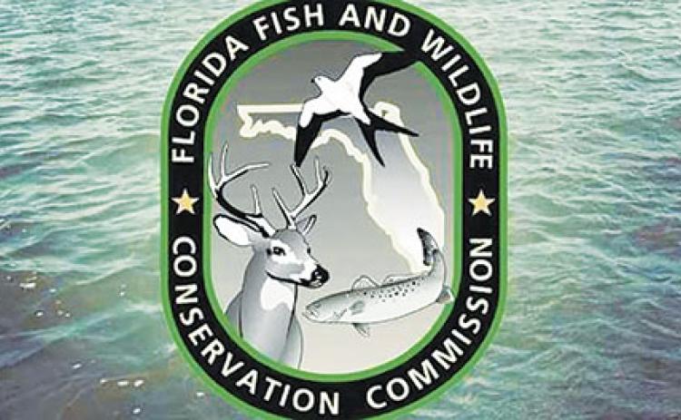The Florida Fish and Wildlife Conservation Commission is starting work Thursday to plant 125,000 native bulrush plants at Crescent Lake.