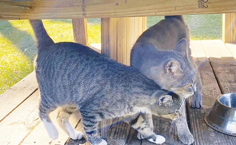 Cats get a bite to eat at a Welaka feeding station in December.