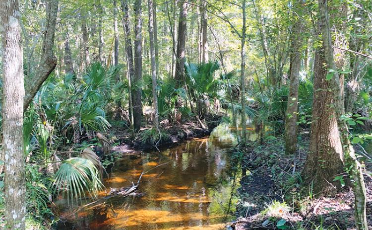 Gum Creek is part of an area of land that has been added to the Marjorie Harris Carr Cross Florida Greenway. 