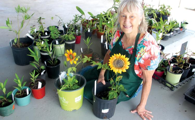 Mary Ann Anderson of Mt. Royal has been a Putnam County Master Gardener since 2014. She is donating 165 plants, including ornamentals, herbs, house plants, orchids, lemongrass and ginger to this year’s plant sale at the Putnam County Fairgrounds this Saturday. (Photos by Trisha Murphy / Palatka Daily News)