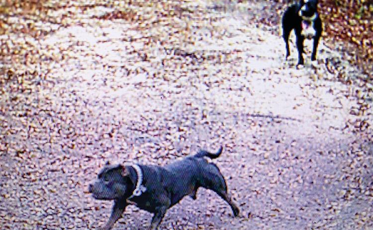 Photo submitted by Bitty Reilly – Surveillance footage from Feb. 17 shows two of the three dogs that attacked a woman’s horse in Florahome.